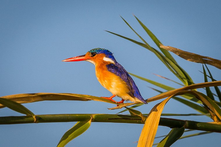 044 Botswana, Chobe NP, kleine gekuifde ijsvogel.jpg